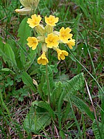 Primevère officinale, primula veris