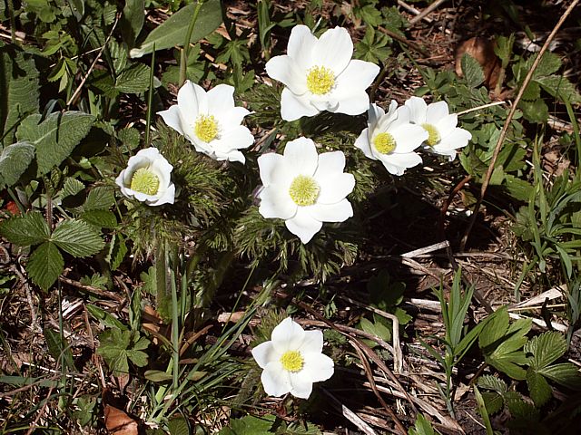 Pulsatille des Alpes - pulsatilla alpina
