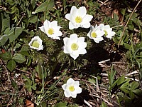 Pulsatille des Alpes, pulsatilla alpina