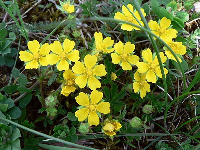 Renoncule rampante, potentilla reptans