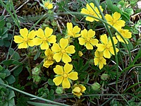 Quintefeuille, potentilla reptans
