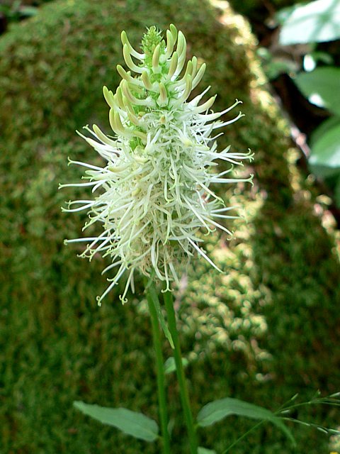Raiponce en pi, phyteuma spicatum