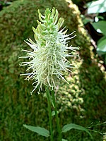 Raiponce en épi, phyteuma spicatum
