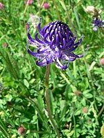 Raiponce orbiculaire, phyteuma orbiculare