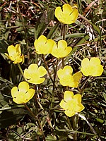 Renoncule flammette, ranunculus flammula