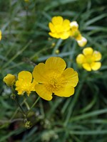 renoncule âcre, ranunculus acris