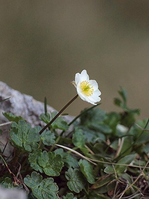 Renoncule alpestre - ranunculus alpestris