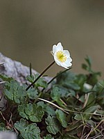 Renoncule alpestre, ranunculus alpestris