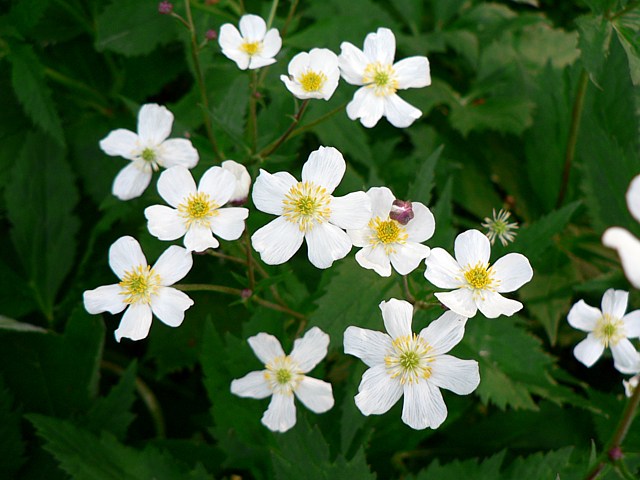 Renoncule  feuilles d'aconit, ranunculus aconitifolius