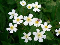 Renoncule à feuilles d'aconit, ranunculus aconitifolius