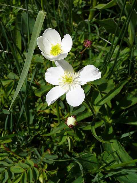 Renoncule  feuilles d'aconit, ranunculus aconitifolius