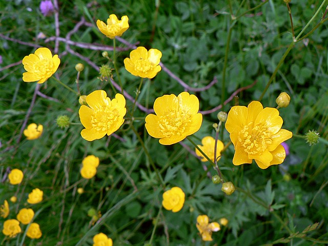 Renoncule rampante, ranunculus repens