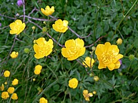 Renoncule rampante, ranunculus repens