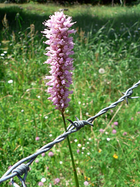 Renoue bistorte - polygonum bistorta