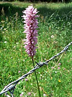 Renouée bistorte, polygonum bistorta