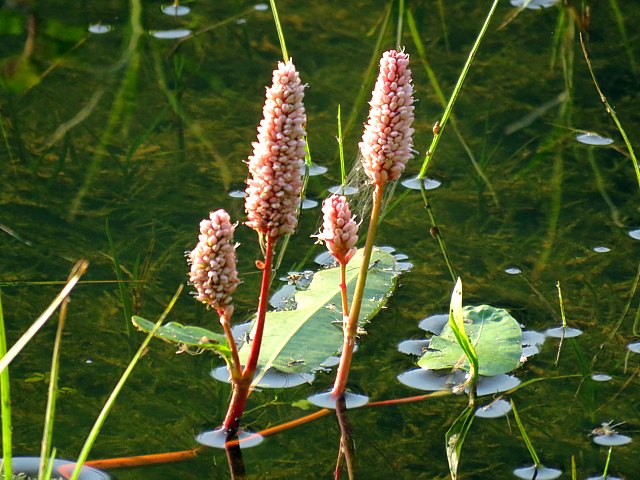 Renoue amphibie, persicaria amphibia