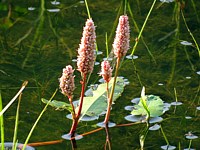 Renouée amphibie, persicaria amphibia