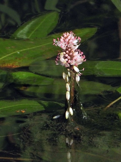 Renoue amphibie, persicaria amphibia