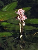 Renouée amphibie, persicaria amphibia