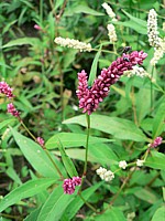 Renouée persicaire, polygonum persicaria