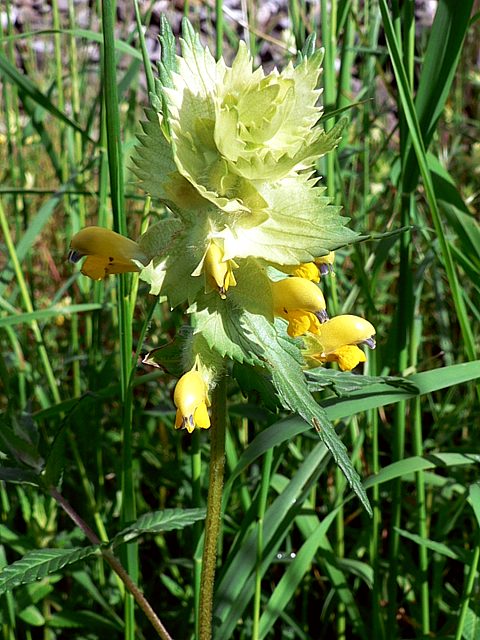 Rhinanthe crête-de-coq, rhinanthus alectorolophus