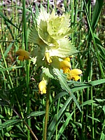 Rhinanthe, rhinanthus alectorolophus