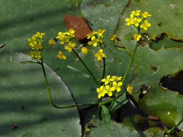 Rorippe amphibie, rorippa amphibia