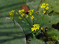 Rorippe amphibie, rorippa amphibia