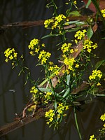 Rorippe amphibie, cresson amphibie
