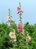Rose trémière, alcea rosea