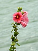 Rose trémière, alcea rosea