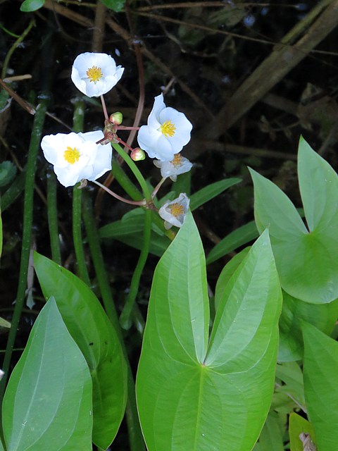Sagittaire  feuilles en flche, sagittaria sagittifolia