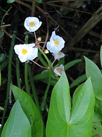Sagittaire à feuilles en flèche, sagittaria sagittifolia