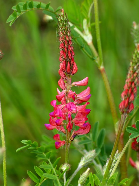 Sainfoin ou esparcette, onobrychis viciifolia