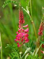Sainfoin ou esparcette, onobrychis viciifolia