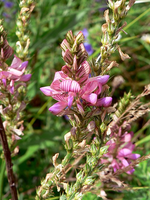 Sainfoin ou esparcette, onobrychis viciifolia