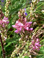 Sainfoin ou esparcette, onobrychis viciifolia