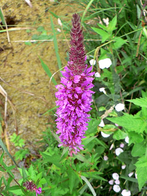Salicaire,  lytrum salicaria