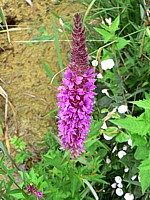 Salicaire, lytrum salicaria