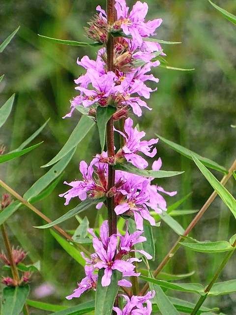 Salicaire commune,  lytrum salicaria