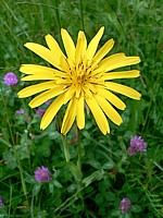 Salsifis des prés, tragopogon pratensis