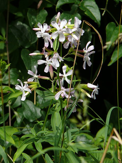 Saponnaire officinale, saponaria officinalis
