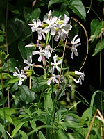 Saponaire officinale, savonnière, saponaria officinalis
