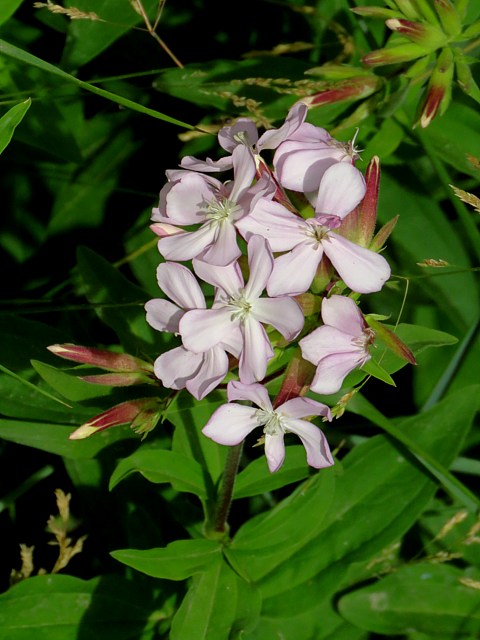 Saponnaire officinale, saponaria officinalis