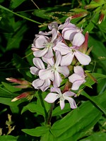 Saponaire officinale