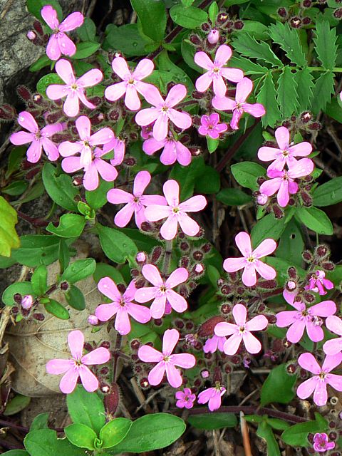 Saponaire rose - saponaria ocymoides