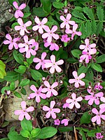 Saponaire rose, saponaria ocymoides