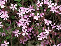 Saponaire rose