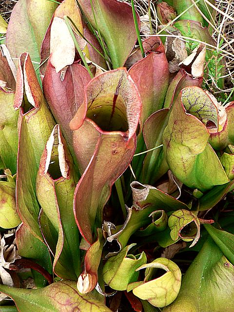 Sarracnie pourpre, sarracenia purpurea