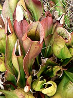 Sarracénie, sarracenia purpurea
